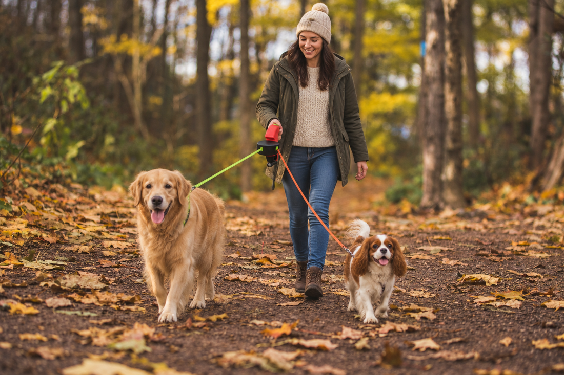 How to Choose the Best Retractable Dog Leash for Small Dogs & Cats